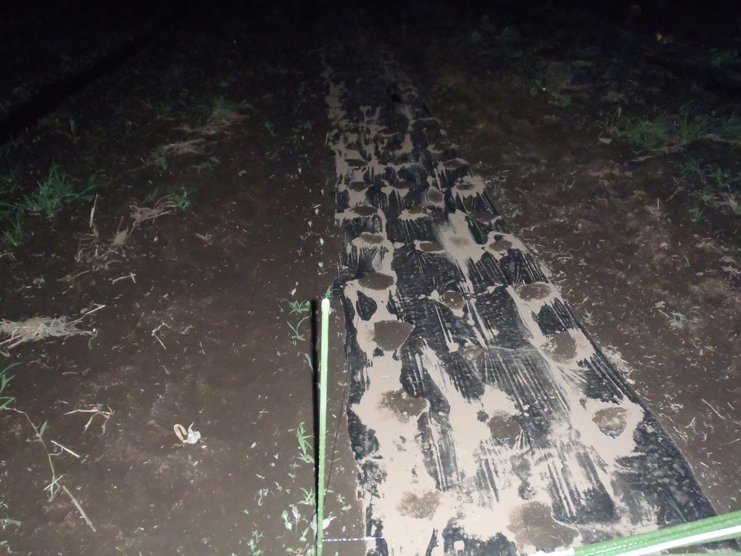 落花生　種蒔き　230709